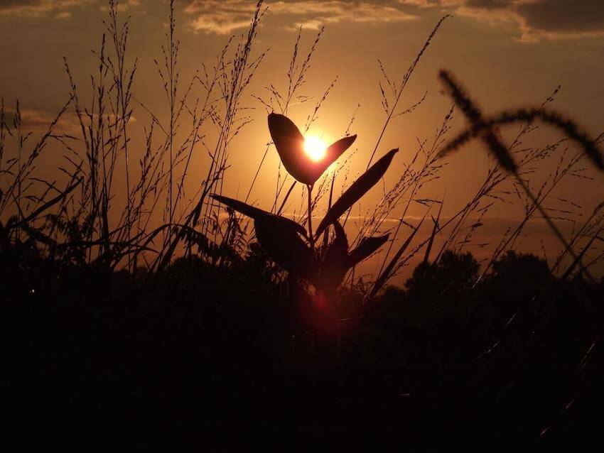 sunrise over a field