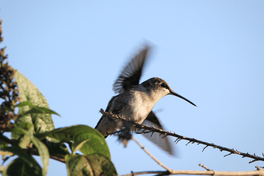 glimpse of a hummingbird in flight