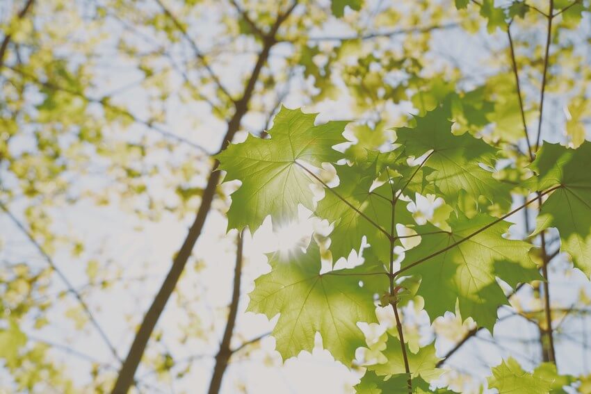 sunlight through the leaves