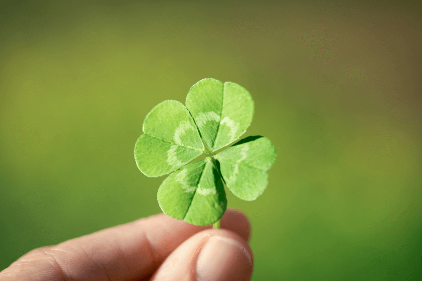 a person's hand holding a four-leaf clover