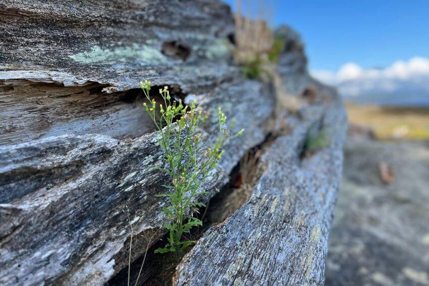 A tiny green plant pushing through the cracks of a weathered fallen log, new life taking root exactly where something else ended.