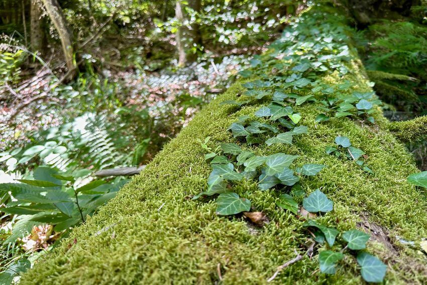 A moss-covered fallen tree trunk with young plants taking root along its surface, the nurse log doing quietly what an abundance mindset looks like in nature.