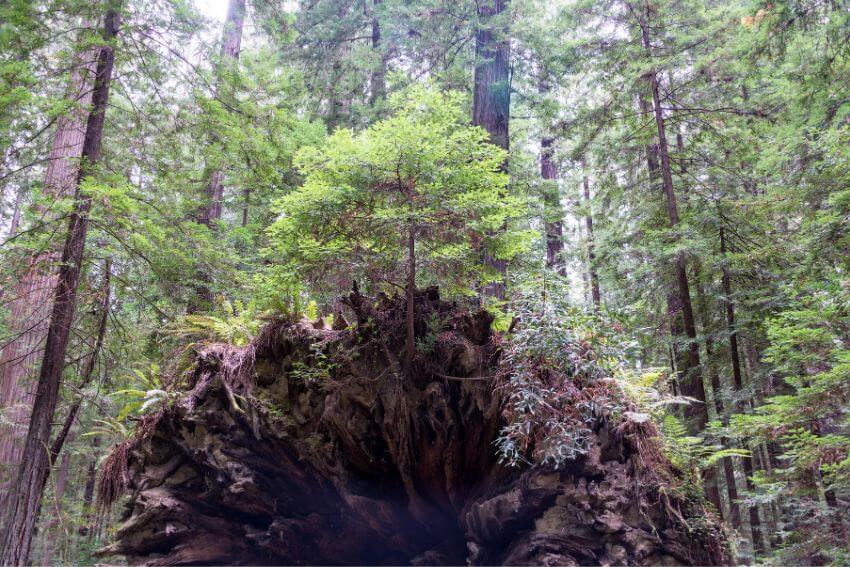 A young tree rising from the exposed roots of a fallen tree in a forest, the abundance mindset of nature made visible.