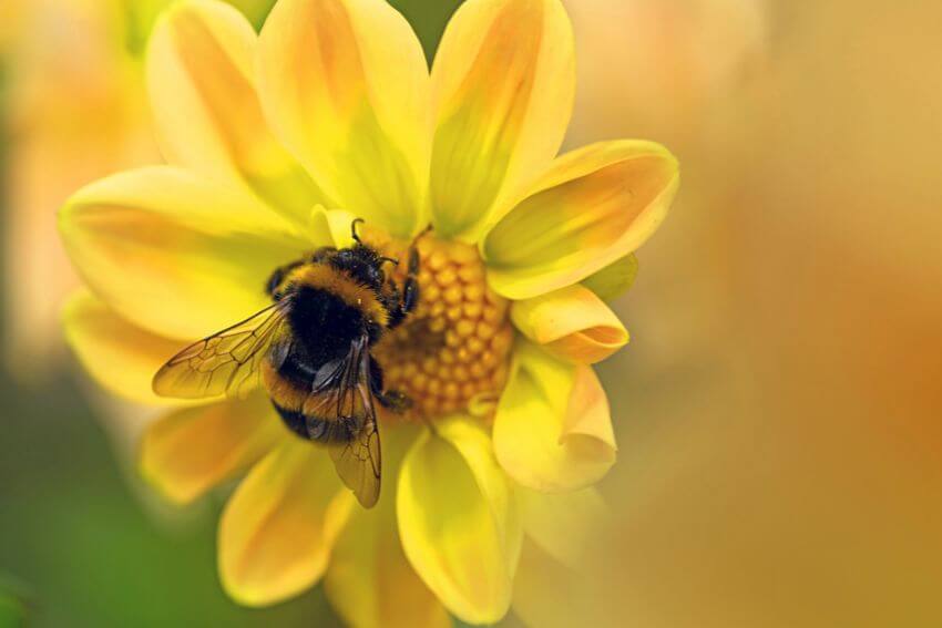 A bumble bee up close on a yellow dahlia, the perfect symbol for what caring too much actually looks like when it finds the right place to land.